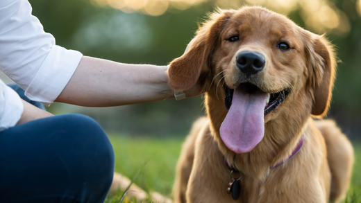 Zdrowie zaczyna się w misce – jak dieta wpływa na życie psa! 🐕